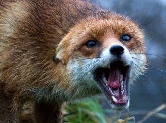 На Чернігівщині у лисиці виявили сказ