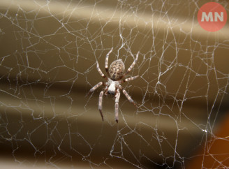 Як позбутися павуків у домі без хімії: прості природні способи