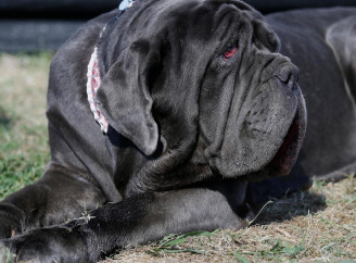 Поради по вибору кормів для власників собак великих порід