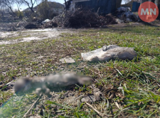 У Ніжині біля смітника знайшли мертвих новонароджених кошенят