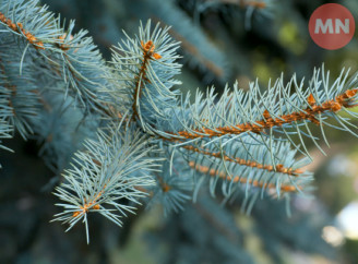Як можна використати хвою з ялинки після Нового року: поради