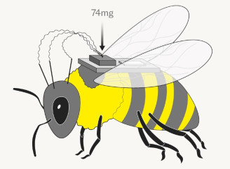 Китай перетворює бджіл на кіборгів: комахами вже можна керувати