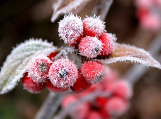 На Чернігівщині очікується невеликий сніг та мокрий сніг