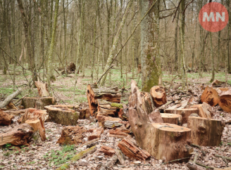 На Ніжинщині «Укрзалізниця» сплатила понад 690 тис. грн за незаконну вирубку лісу