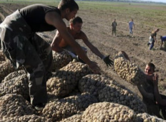У Білорусі загострюється картопляна криза — овоч масово вивозять до росії