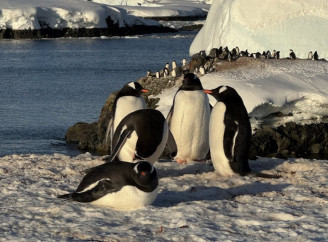 На антарктичну станцію «Академік Вернадський» повернулися тисячі пінгвінів