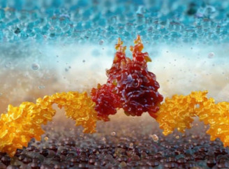 У Китаї створили дешевший метод клітинної терапії раку, він вже допоміг чотирьом пацієнтам