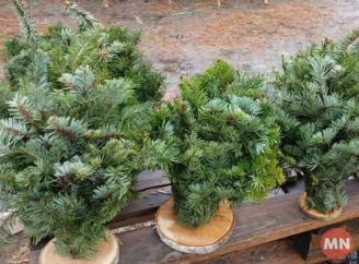 У Ніжині дозволили сезонний продаж ялинок: де можна буде придбати