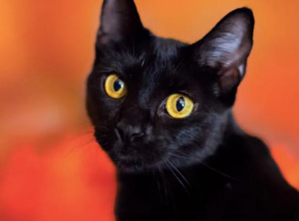 В Іспанії на Гелловін заборонили брати чорних котів із притулків, щоб уникнути ритуалів