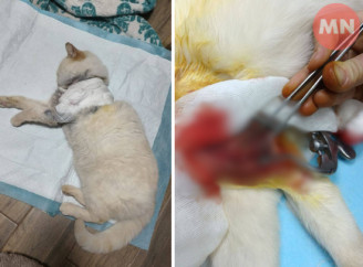 У Ніжині невідомі поранили кота з вогнепальної зброї