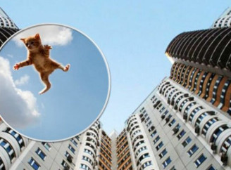 У Чернігові двоє малолітніх дівчат скинули кота з дев’ятого поверху