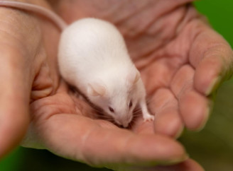 Что нужно учесть, если собрались заводить грызуна