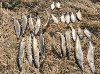 Наловив риби майже на 70 тисяч гривень штрафу: на Ніжинщині затримали браконьєра