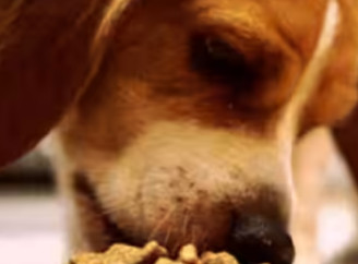 Как выбрать корм для собаки: сухой, влажный или натуральный