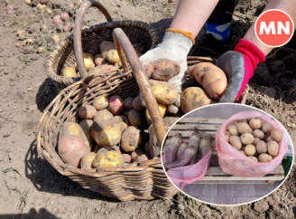 Новий урожай картоплі 2025: які ціни на ринках Ніжина - Фото
