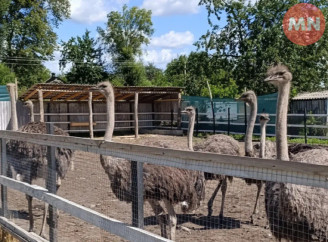 На фермі Чернігівщини вирощують найбільших птахів планети