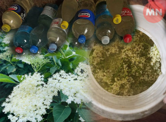 Безалкогольне ігристе вино із суцвіття акації та бузини: рецепт з Чернігівщини