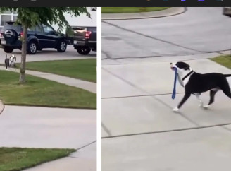 Жінка показала сусідського собаку, який "вигулює сам себе" без господаря - Відео