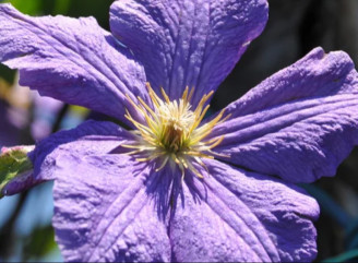 Клематиси — розкішна прикраса вашого саду. Як вибрати якісні саджанці?