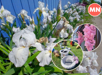 Краса - у найпростіших речах: квіти нашого міста – Фотопідбірка