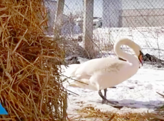 У Іржавці освоює свійське життя лебідь Льоня - відео