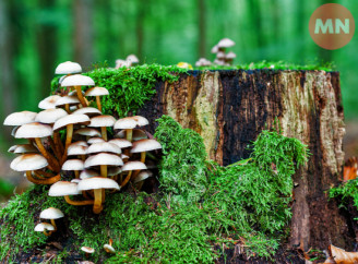 Грибна медитація: ідеальний маршрут і поради для збирачів