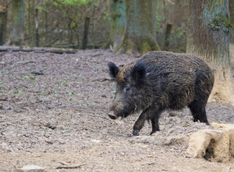 За двох впольованих кабанів жителі Чернігівщини заплатили штраф 80 тисяч 