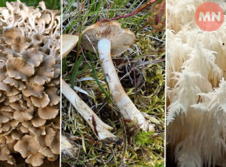 Червонокнижні гриби: що росте на Чернігівщині і чого не можна зривати