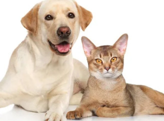 Ваш пухнастий друг заслуговує найкращого