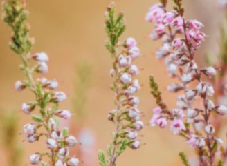 Дерево з майбутнього: як вибрати якісні саджанці та виростити власний сад 