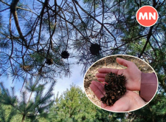 Весняний ліс: симфонія краси та душевного спокою – Фото, відео