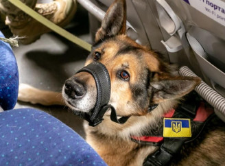 Укрзалізниця оновила правила перевезення тварин: великі собаки тепер можуть подорожувати Інтерсіті+
