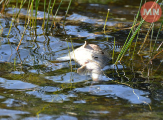 На Десні знищено понад три тисячі тонн риби: збитки перевищують 21 мільярд гривень