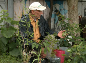 60-річний садівник із Ніжина 15 років експериментує з екзотичними фруктами у власному дворі