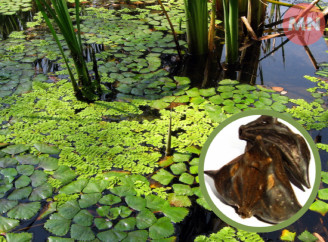 На Чернігівщині росте “чортовий горіх” — реліктова рослина, якою могли ласувати ще доісторичні люди