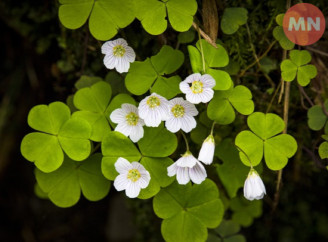 Ця рослина з Чернігівщини – не лише гарна, а й їстівна