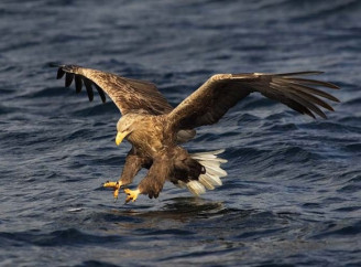 Може літати без помаху крил до 15 хвилин: на Чернігівщині можна побачити унікального птаха