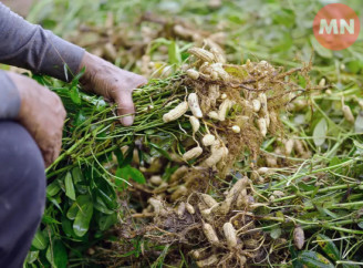 Поля Чернігівщини засіяли новою культурою — арахісом