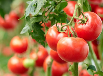 Як зберегти помідори свіжими до зими