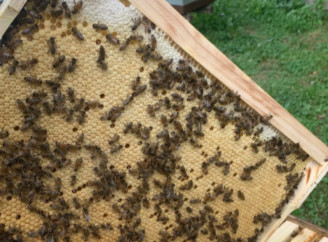 Как выбрать пчелопакет для пасеки: ключевые критерии покупки