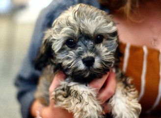 У Жуклі на Чернігівщині цуценя загинуло від сказу, а його маму-собаку намагалися вбити