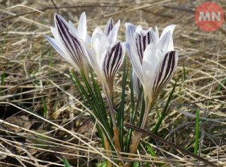 На Чернігівщині росте червонокнижна родичка найдорожчої спеції у світі