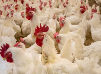 Планирование кормления кур на разных этапах жизни