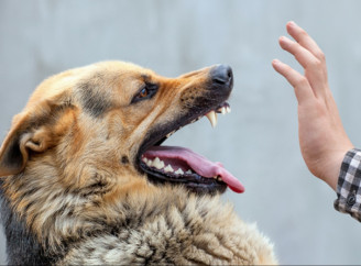 Сказ на Чернігівщині в 2024 році: чому ситуація загрозлива та як захистити себе і тварин