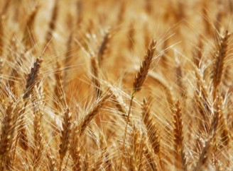 Сроки и технологии посева семян озимой пшеницы для оптимального роста