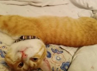 З полону разом із військовим повернувся кіт Мишко