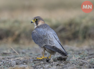 На Чернігівщині можна побачити найшвидшого птаха у світі – сапсана