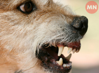 Обережно: сказ. У Ніжині зростає кількість звернень після укусів тварин