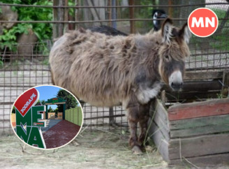 Поні, маленькі павичі, лама: у Менському зоопарку народилася малеча