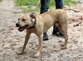 Полон чотирилапого: у Прилуках визволили собаку, якого господар покинув у квартирі